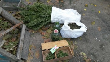 «Урожай» собран: у жителя Жовтневого района изъяли 3,5 кг канабиса и 6 кустов конопли