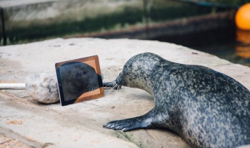 В Великобритании тюлени общаются через FaceTime