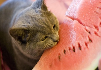 Ученые поняли, почему кошки привередливы в еде