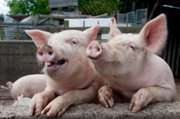 Во Врадиевском районе зафиксирован случай заболевания свиней африканской чумой