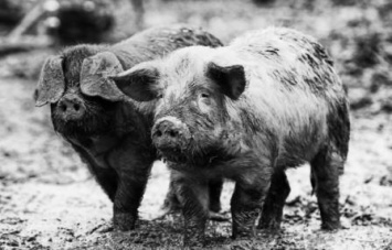 Во Врадиевке объявлен карантин на 40 дней из-за вспышки африканской чумы свиней