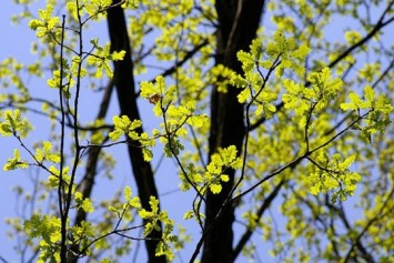 Закарпатье внесло лепту в озеленение Киева