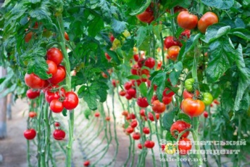 В Ужгороде рекордно подорожают овощи