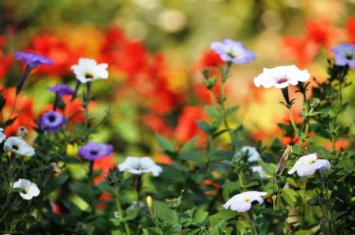 Времена года в Ужгородском ботаническом саду поражают глаз (ФОТОРЕПОРТАЖ)