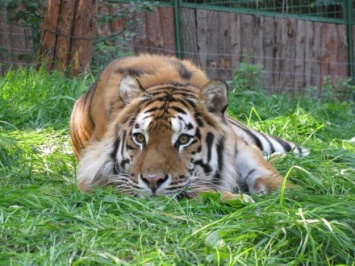 Из зоопарка Ровно исчезли взрослые тигры