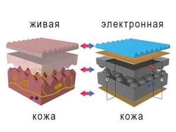 Ученым удалось разработать искусственную кожу