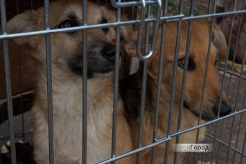 "Не покупай, сотни гибнут на улице": в Николаеве более 10 бездомных животных обрели новый дом