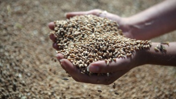 Долгоносики. Вьетнам приостановил импорт украинской пшеницы