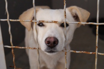 Николаевский "Центр защиты животных" за 3 месяца отловил с улиц города больше 600 собак