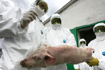 В Одесской области зафиксирована вспышка африканской чумы свиней