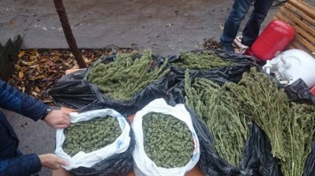 У жителя области нашли марихуану на 1 миллион гривен