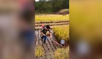 Находчивый фермер изобрел рисосборку