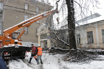 В Харьковской обл. из-за снегопада дерево придавило женщину, она погибла