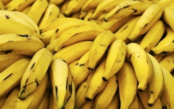 Бананы оказались под угрозой исчезновения – посевы уничтожает грибок