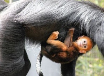 В Сиднее родилась редкая оранжевая обезьяна