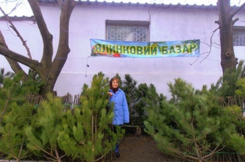 Николаевские лесники дали адреса пунктов продажи новогодних сосен по ценам производителя