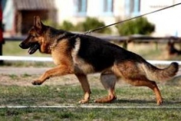 Пограничники приняли в свою команду собаку, которая прибежала к ним из оккупированного Крыма, - Слободан