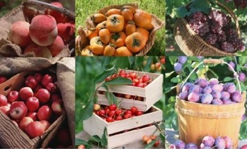 Россия вводит ограничения на поставку фруктов и овощей, которые ввозятся через Белоруссию