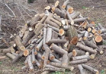 На Днепропетровщине задержали мужчин за незаконную вырубку деревьев «на дрова для отопления»