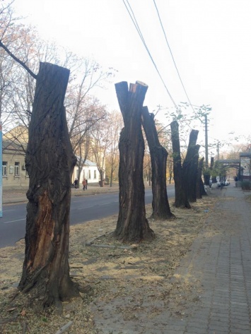 Сенкевич: Полиция должна задерживать людей, уродующих деревья