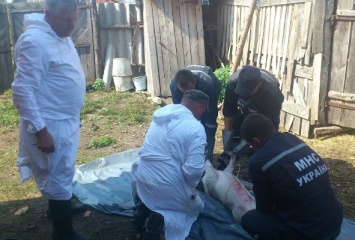 Еще в одном районе Николаевщины зарегистрирован случай заболевания африканской чумой свиней