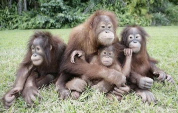 Николаевский зоопарк зовет горожан отметить Международный день обезьян