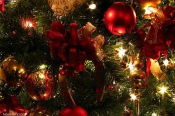 На Луганщине первую живую новогоднюю елку установят 19 декабря