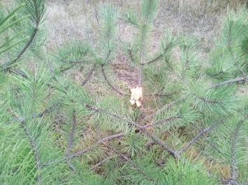 В Матвеевском лесу неизвестные незаконно вырубили несколько десятков сосен
