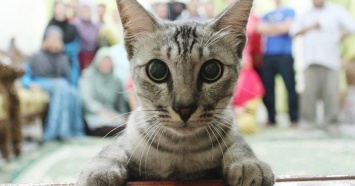 В сети набирает популярность «фотобомба» с котом на семейном снимке