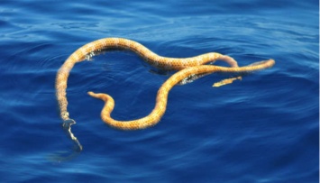 Две «вымершие» морские змеи появились у побережья Австралии