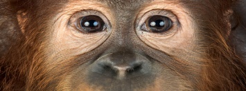Выращенная в лаборатории ткань сетчатки вернула обезьянам зрение