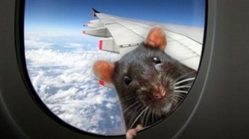 Крыса на борту. Самолет из Мумбаи не долетел до Лондона