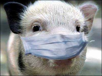 В Полтавской обл. зафиксирована вспышка африканской чумы свиней
