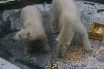 В Николаевском зоопарке поздравили с Днем Рождения белого медведя Нанука