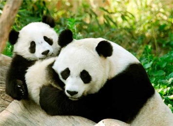 Число панд в заповедниках Китая увеличилось вдвое за 10 лет