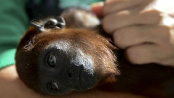 Суд в США отказал обезьяне в авторском праве на селфи