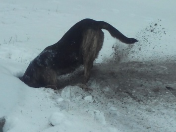 На Николаевщине беременная собака, в поисках тепла, прорыла "тоннель к банку"
