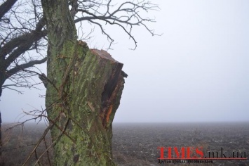 Довели! В Николаевской области жители вынуждены заниматься повальной вырубкой деревьев (ФОТО)