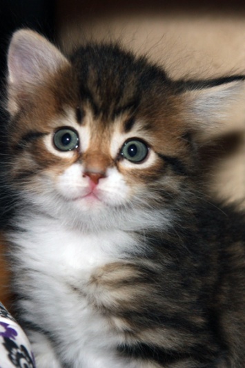 В Швеции котят назвали в честь поэтов из Одессы