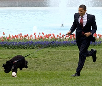 Спецслужбы США арестовали мужчину, планировавшего похитить собаку Обамы