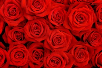 «Миллионы алых роз» от Криворожского исполкома