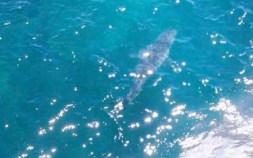 У австралийского пляжа замечена акула величиной "как в "Челюстях""