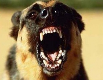 Запорожского чиновника покусали бродячие собаки