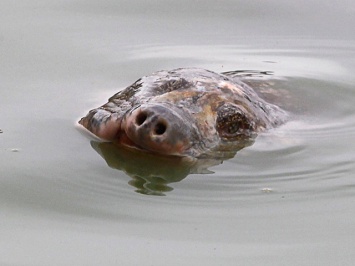 Во Вьетнаме умерла огромная священная черепаха