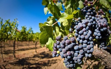 В прошлом году николаевские виноделы переработали более 40 тысяч тонн сырья