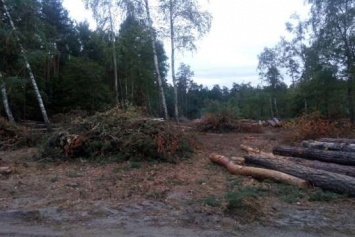 Киевской области вернули 20 га леса