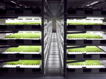 В Японии роботы полностью обеспечат работу фермы, выращивающей латук