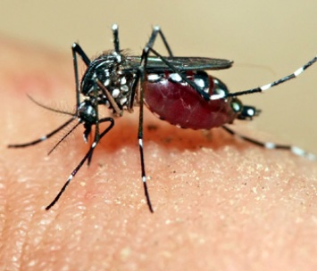 В МАГАТЭ предлагают облучать комаров-переносчиков вируса Зика