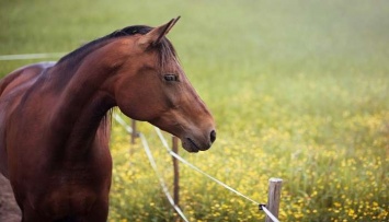Лошади могут понять ваши эмоции - ученые