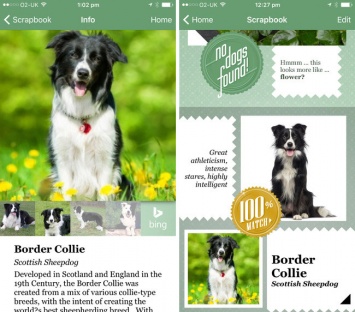 Microsoft выпустила iOS-приложение для распознавания пород собак по фото